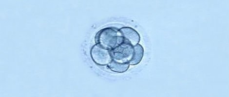 Coltivo di embrioni
