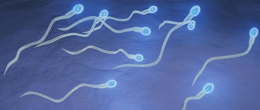 Donazione di seme per FIV