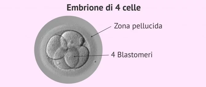 Imagen: Struttura di un embrione di 4 cellule di 2 giorni