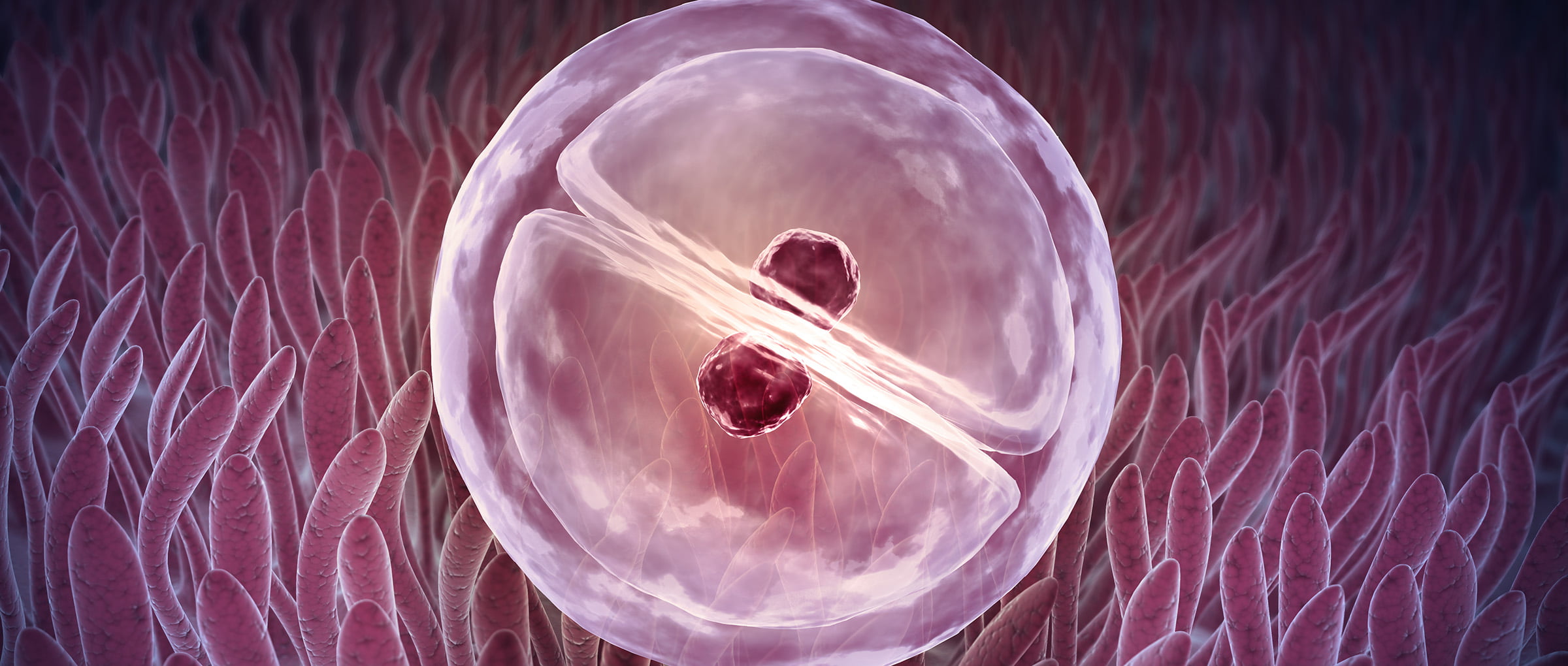 Impianto dell'embrione nell'endometrio