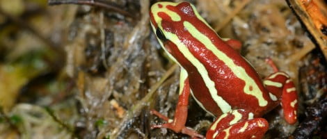 Test di gravidanza della rana