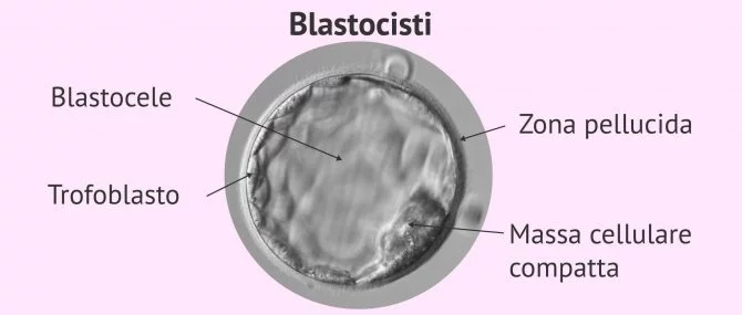 Imagen: Struttura della blastocisti
