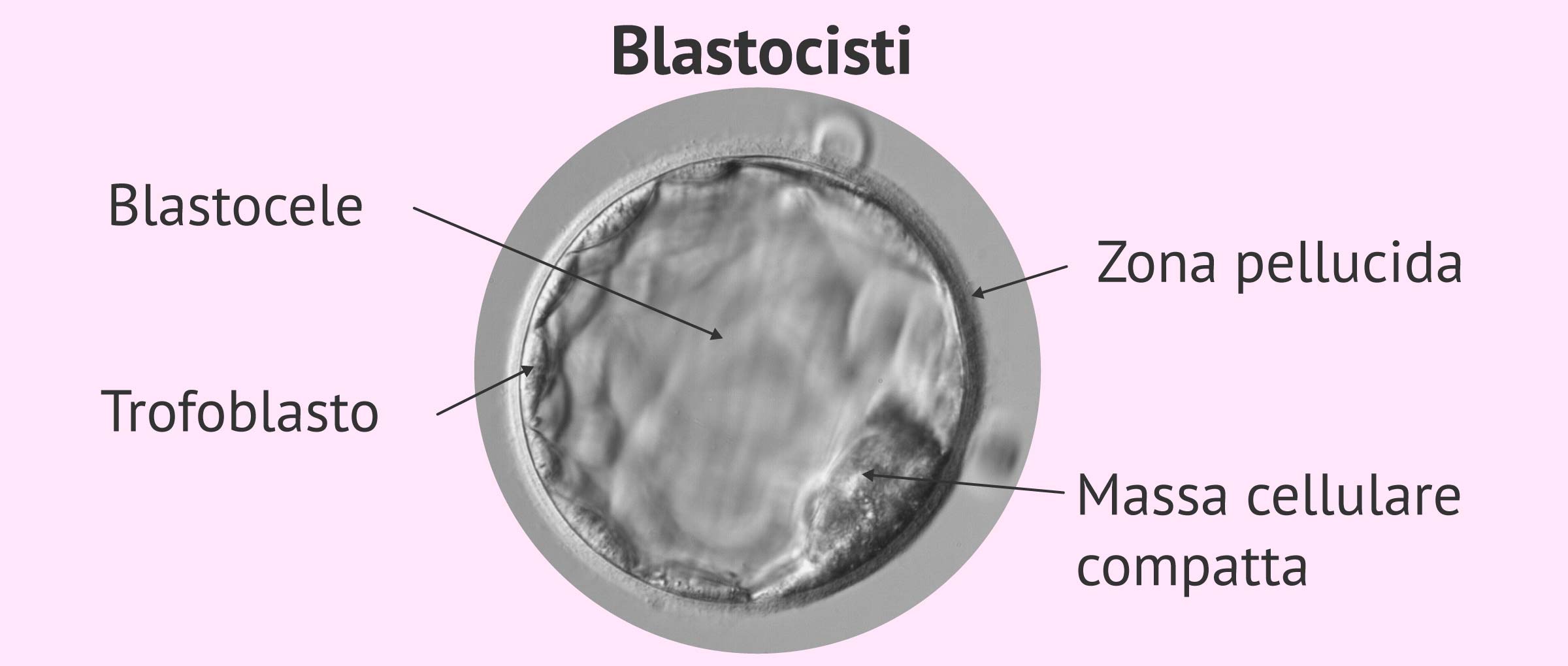 Struttura della blastocisti