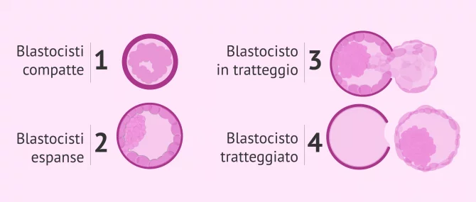 Imagen: Sviluppo e schiusa delle blastocisti