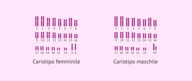 Imagen: Cariotipo umano della donna e dell'uomo