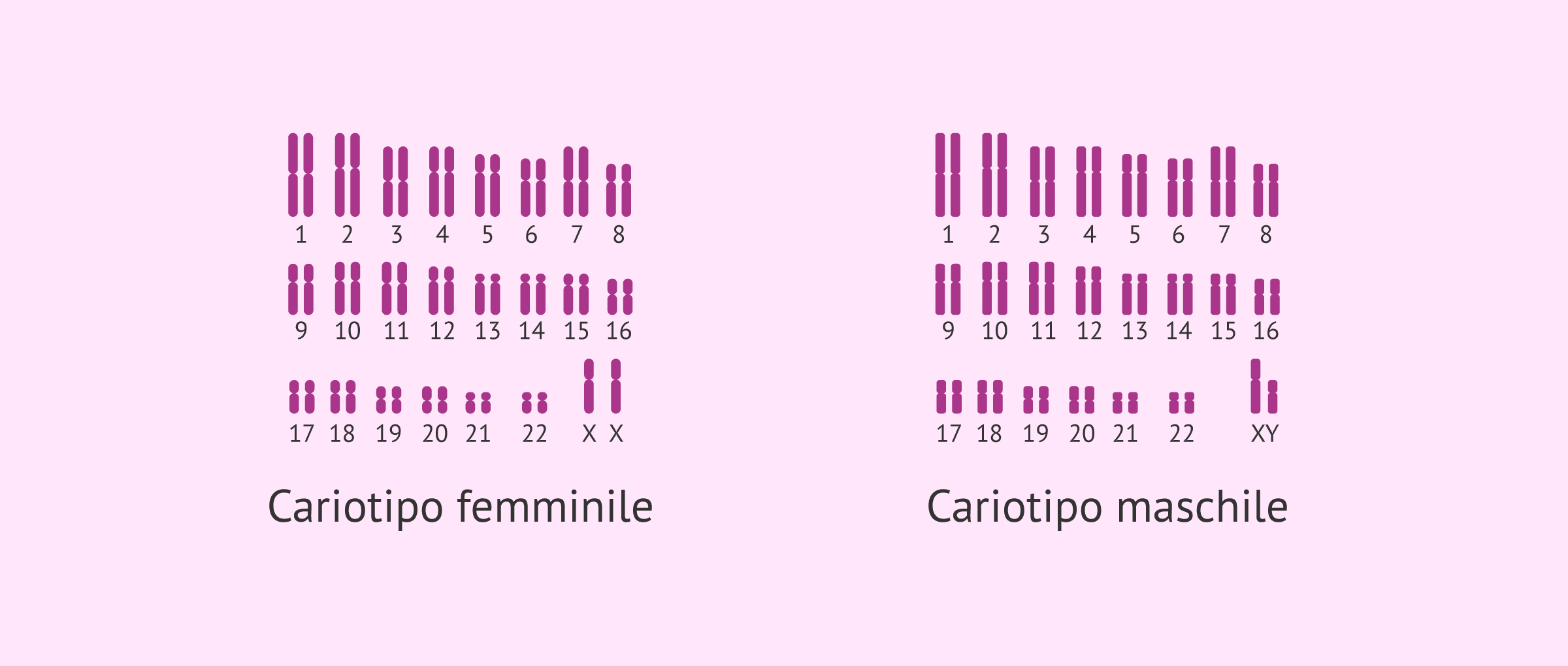 Cos'è il cariotipo e qual è la sua importanza nella fertilità?
