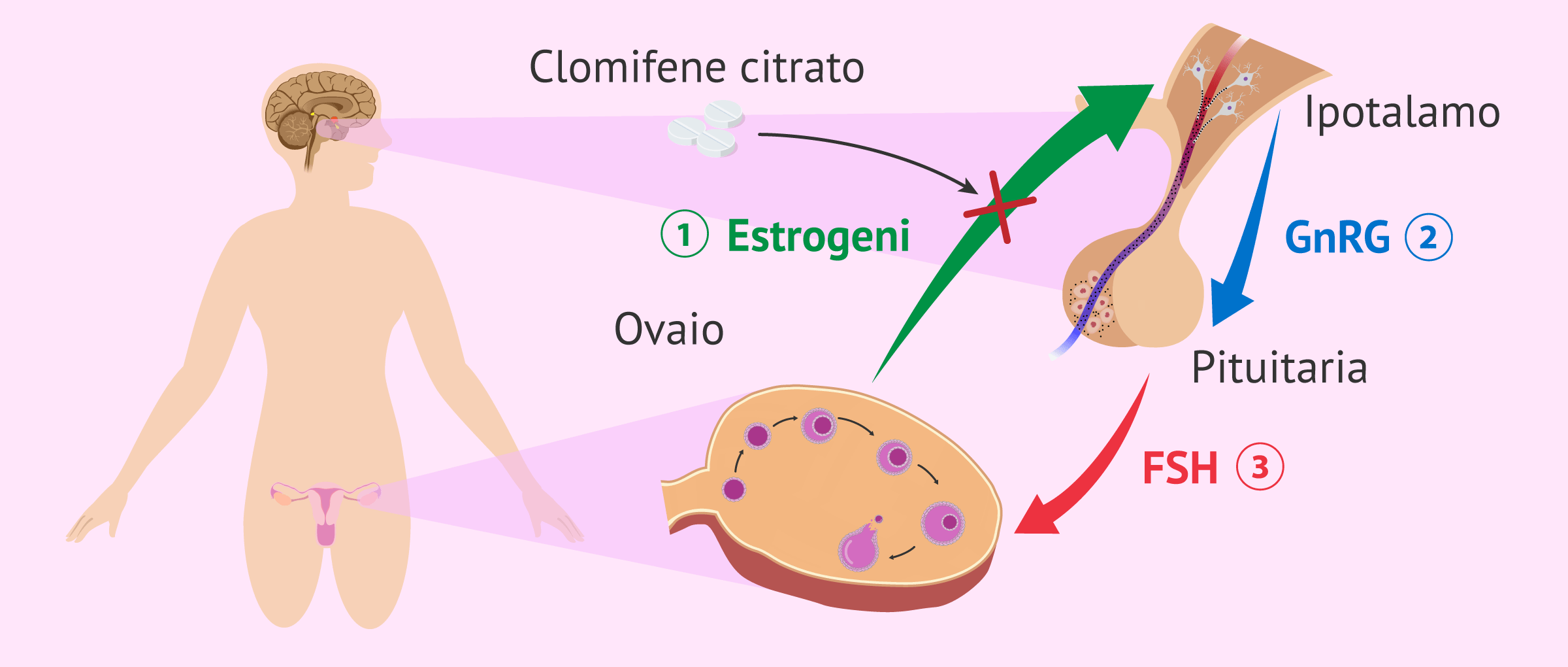 Clomifene citrato per l'induzione dell'ovulazione