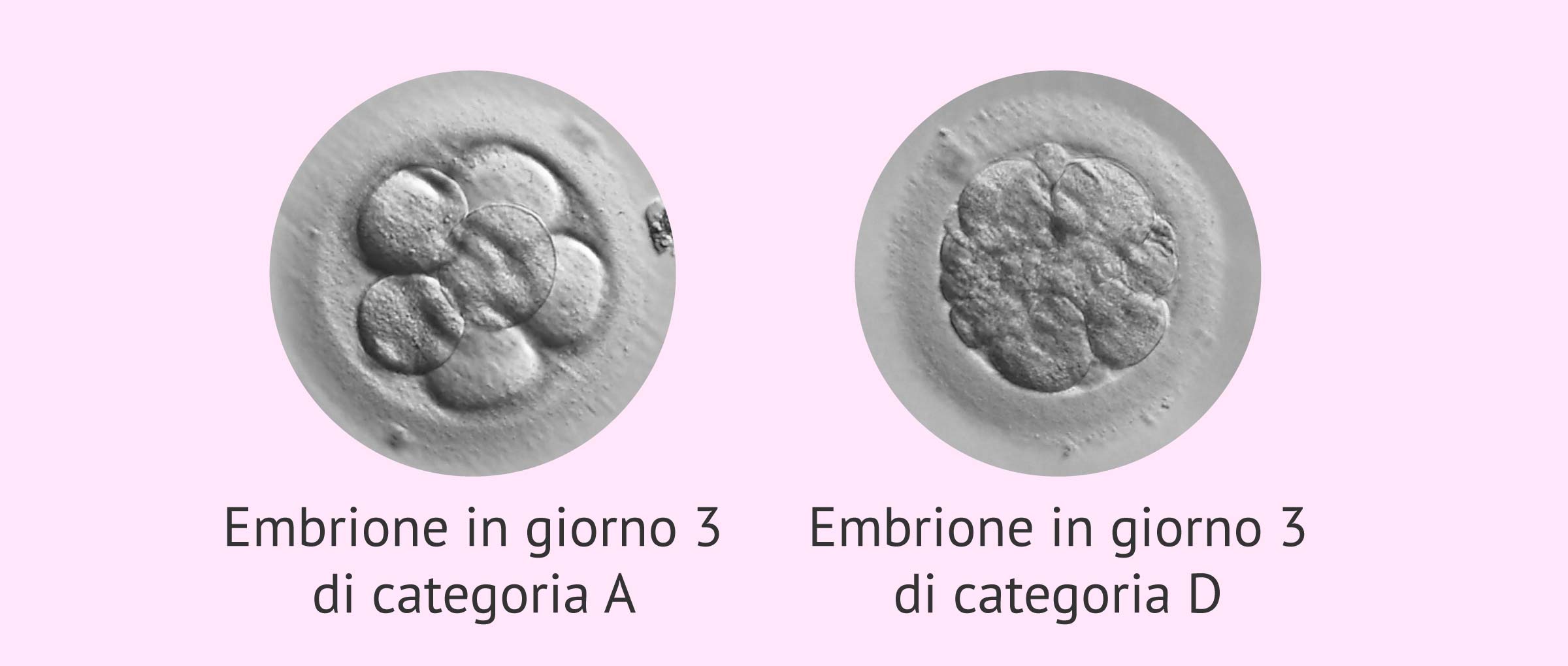 Classificazione degli embrioni al terzo giorno di sviluppo