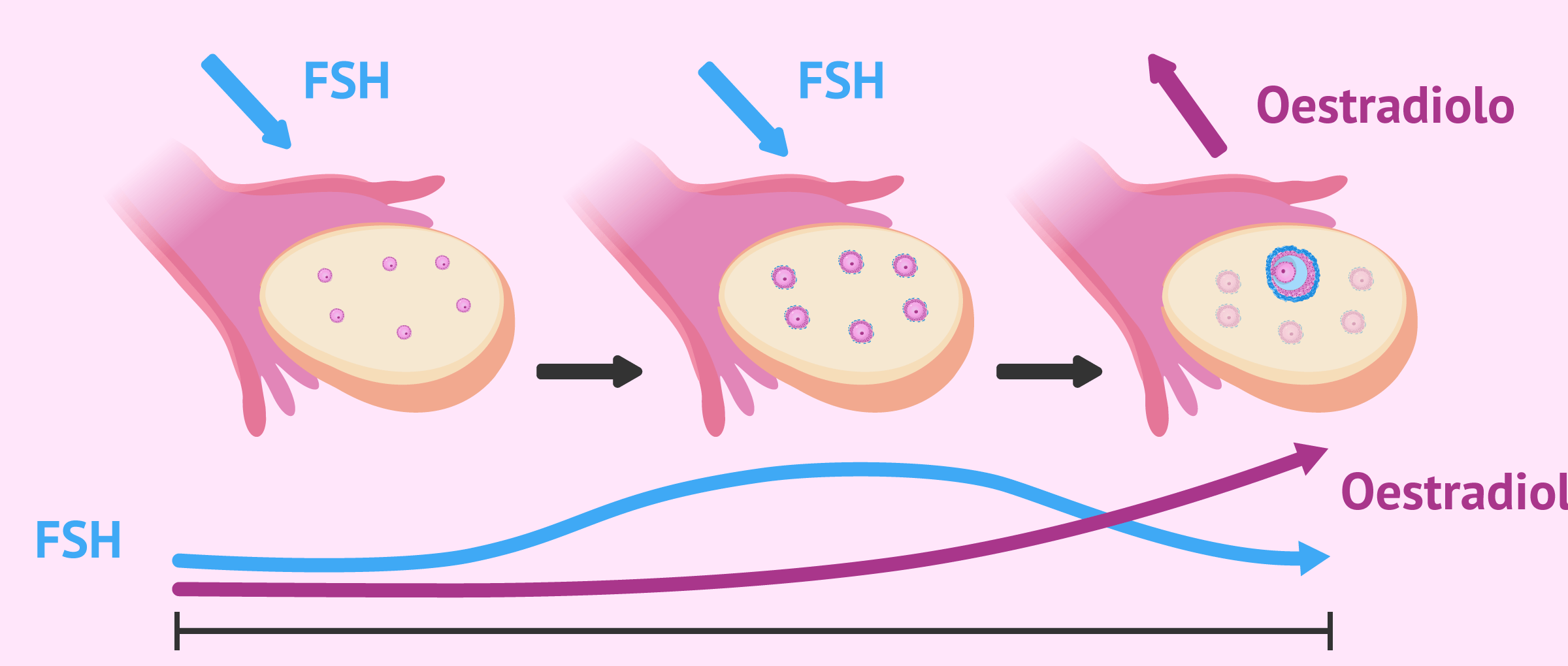 Fase follicolare del ciclo mestruale e performance FSH