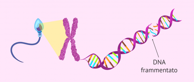 Imagen: Frammentazione del DNA dello sperma