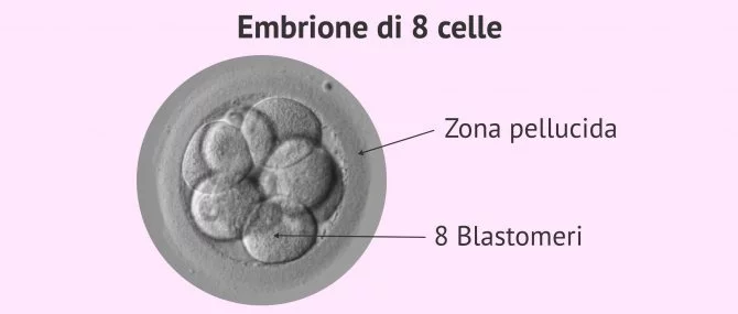 Imagen: Struttura di un embrione il giorno 3 di 8 cellule