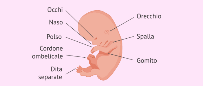Imagen: Stato dell'embrione a 9 settimane di gravidanza