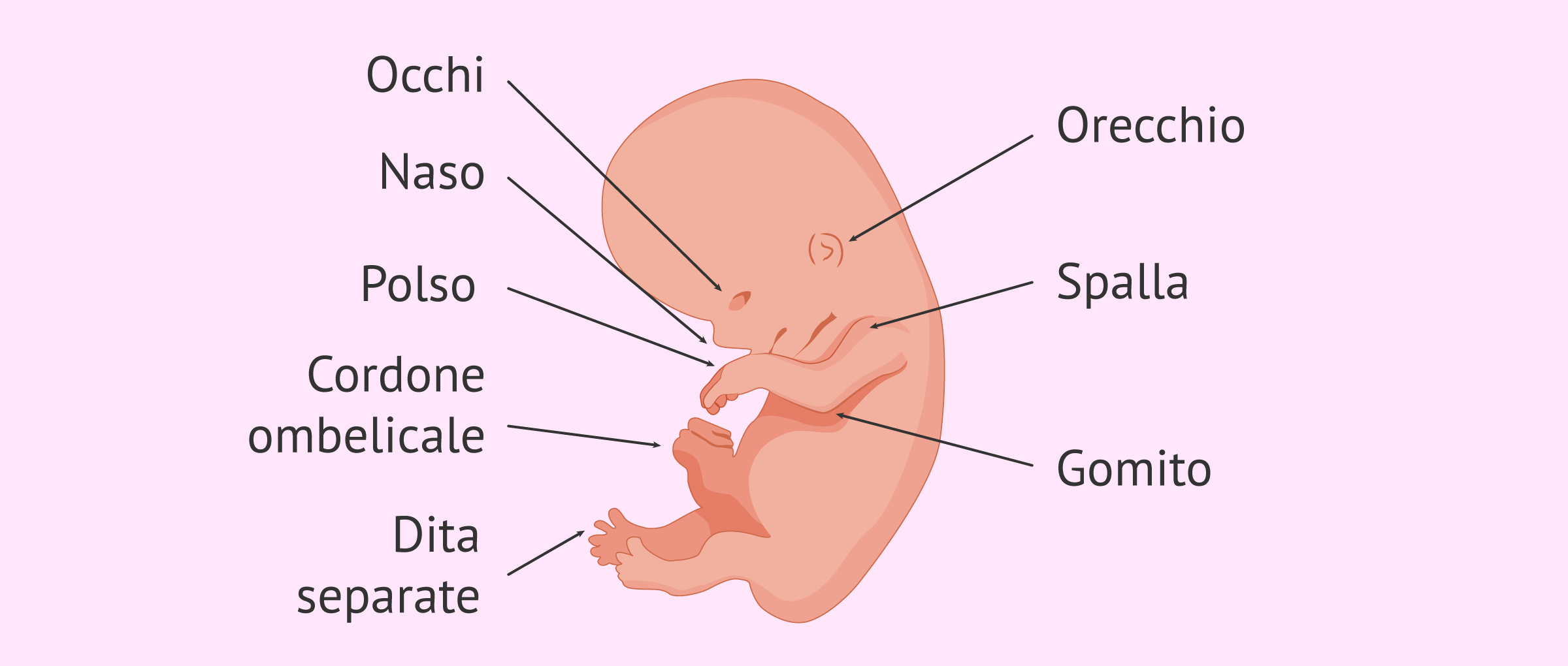 Stato dell'embrione a 9 settimane di gravidanza