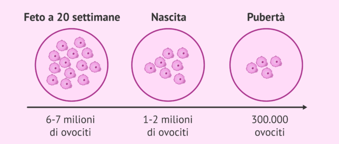 Imagen: Come si esauriscono gli ovuli nel corso della vita?