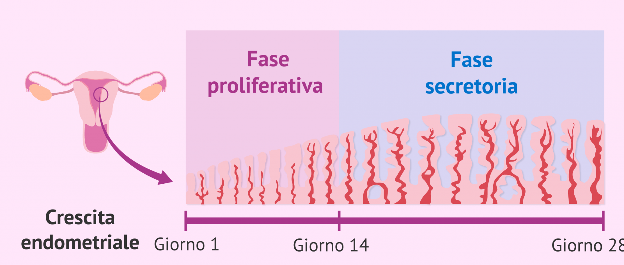 Crescita endometriale nel ciclo mestruale Crescita endometriale nel ciclo mestruale