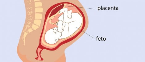 fasi di sviluppo fetale