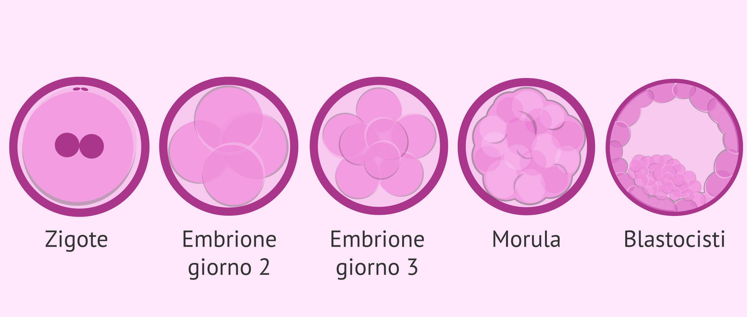 Fasi dello sviluppo embrionale