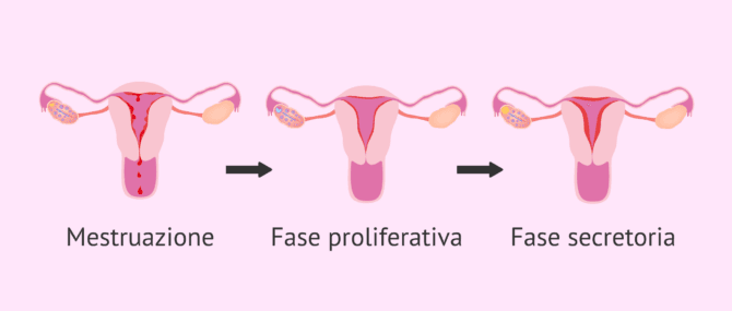 Imagen: Stato dell'endometrio durante il ciclo mestruale