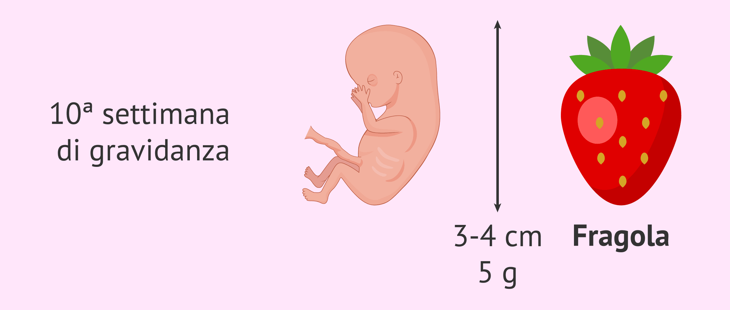 10ª settimana di gravidanza: il feto inizia a muoversi