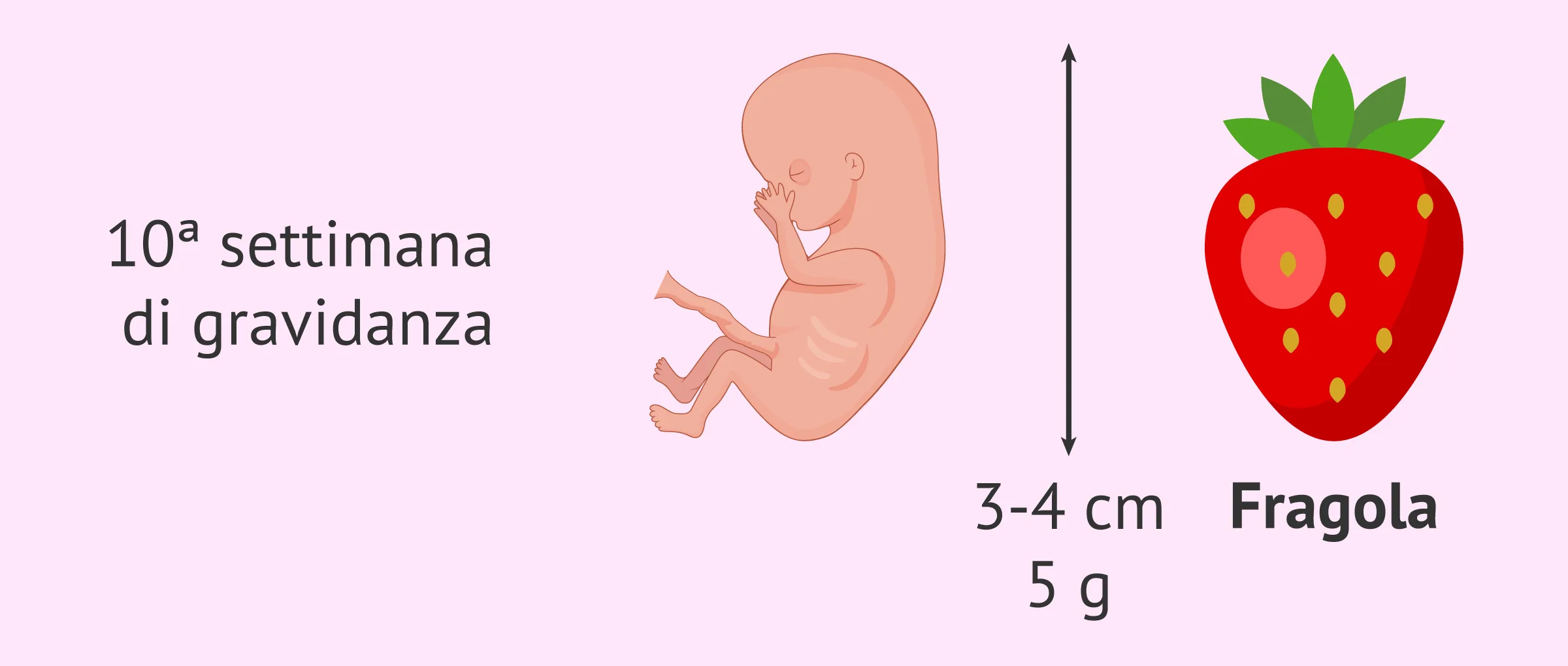 10ª settimana di gravidanza: il feto inizia a muoversi