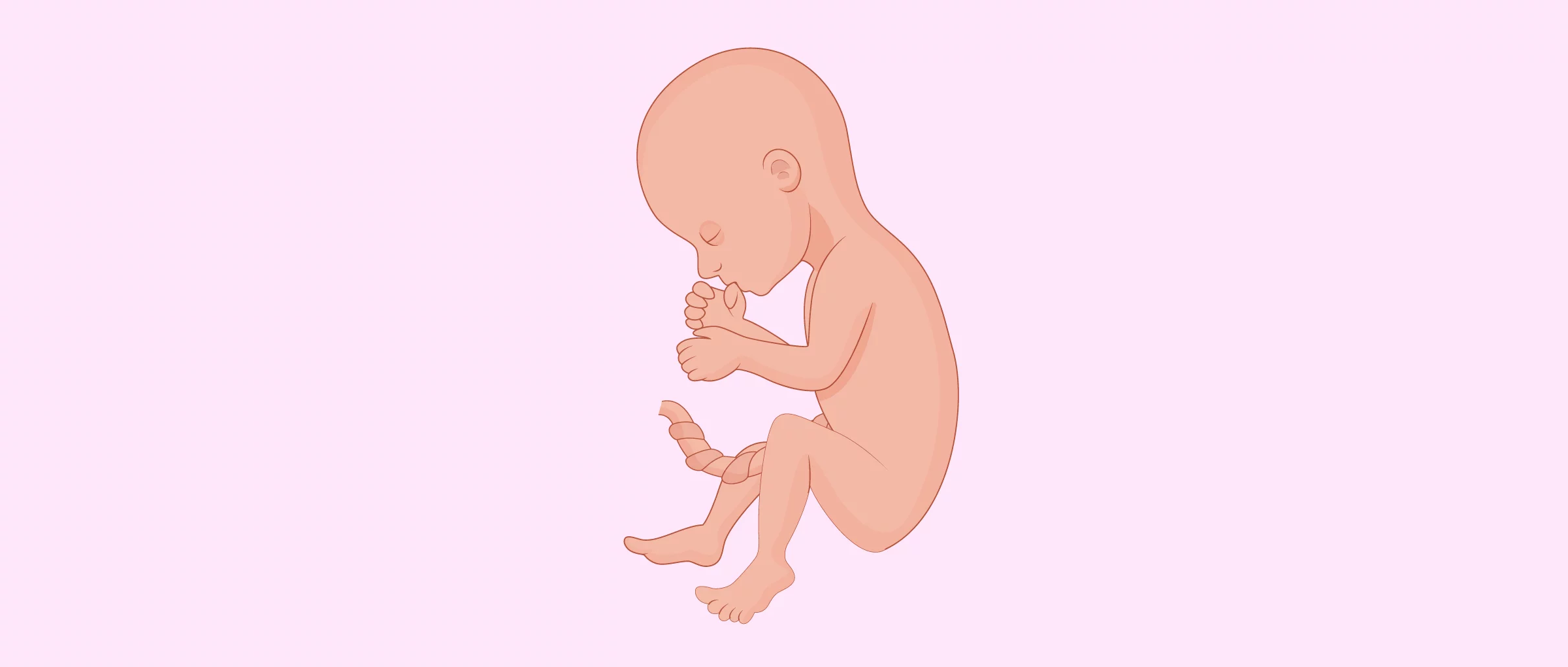 quanto pesa la placenta e il liquido amniotico Aumento di peso in gravidanza: quanto deve essere? main image 1
