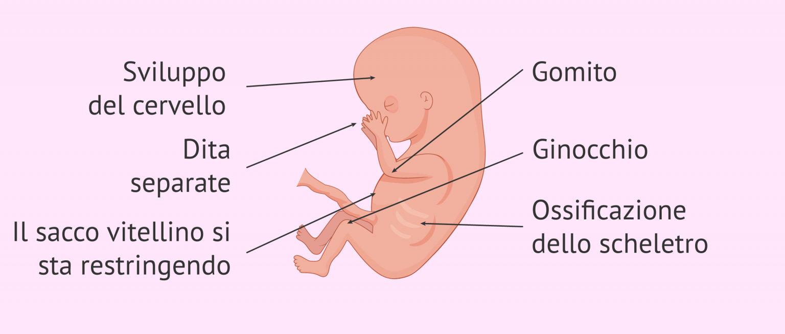 10 Settimane Di Gravidanza Quanti Mesi Sono