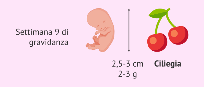 Imagen: Misure del feto alla 9ª settimana