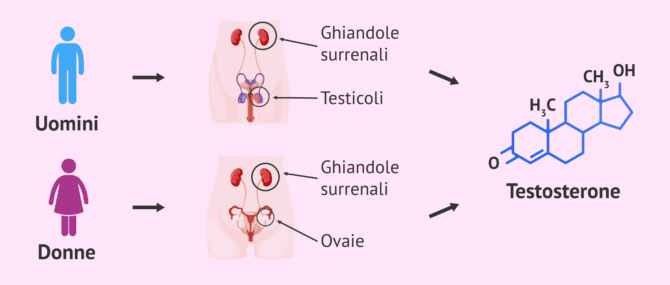 Imagen: Formazione del testosterone
