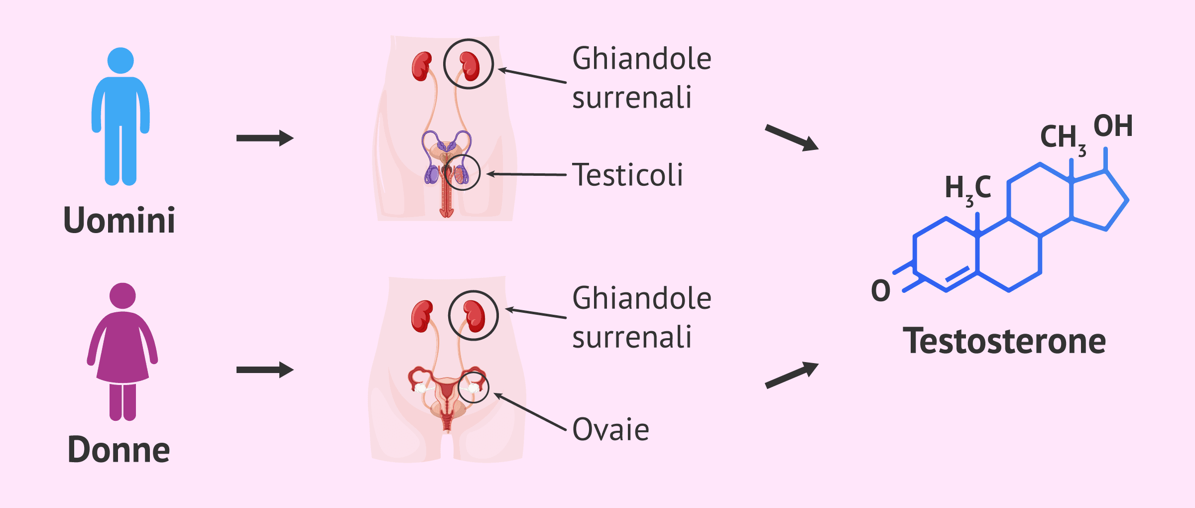 Ormone testosterone: qual è la sua funzione negli uomini e nelle donne?