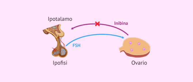 Imagen: Funzionamento dell'inibina B