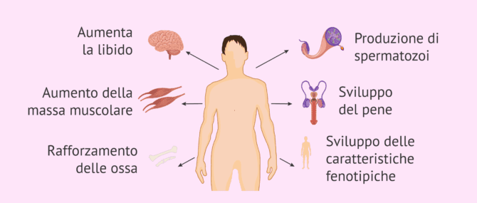Imagen: Funzioni del testosterone negli uomini