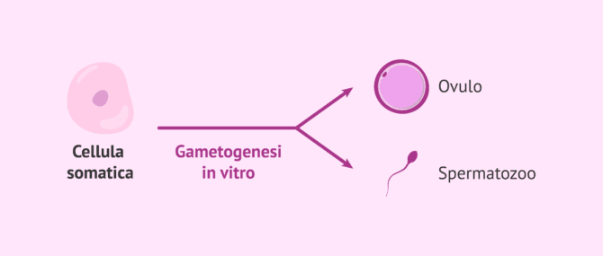 Imagen: Utilità della gametogenesi in vitro