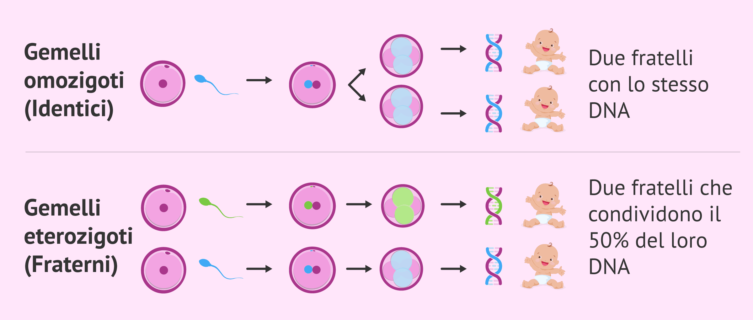 Imagen: Differenza tra gemelli omozigoti e gemelli eterozigoti