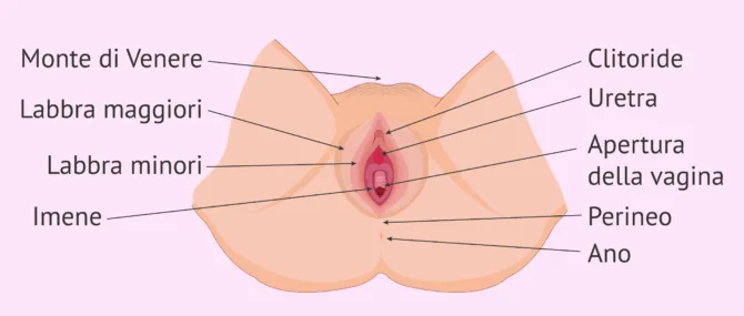 Imagen: Apparecchio riproduttore femminile esterno