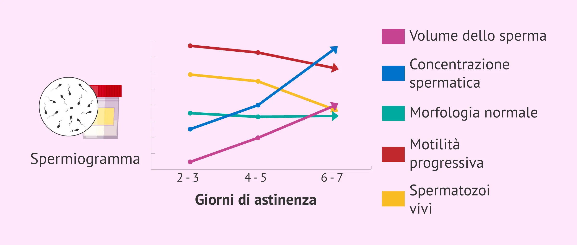 Come influisce l'astinenza sessuale sulla qualità dello sperma?