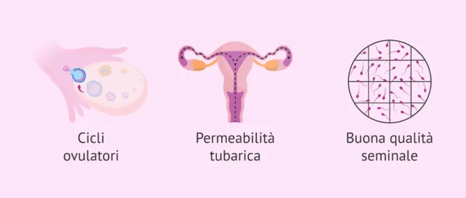 Imagen: Requisiti affinché si verifichi una gravidanza naturale