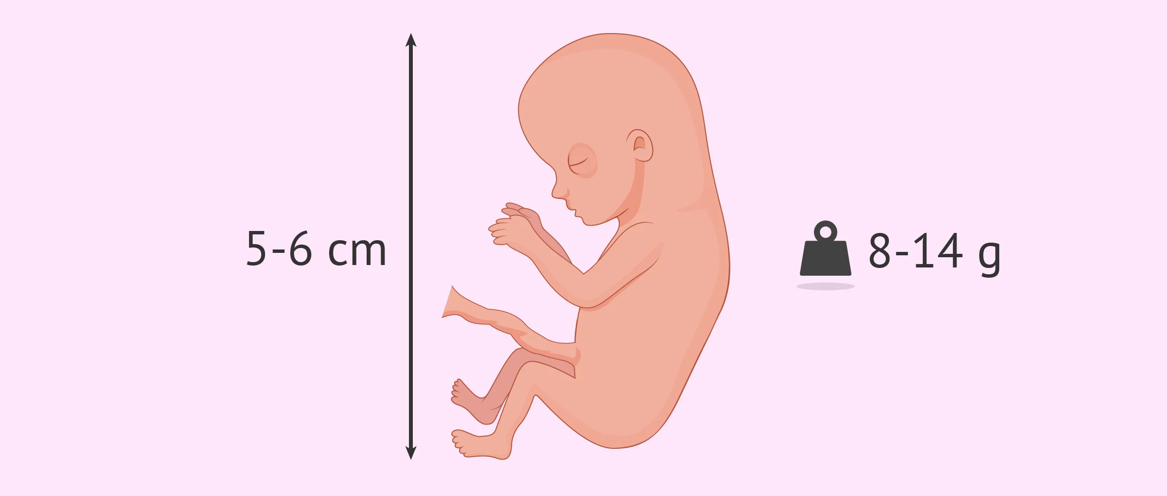 Sviluppo fetale a 12 settimane