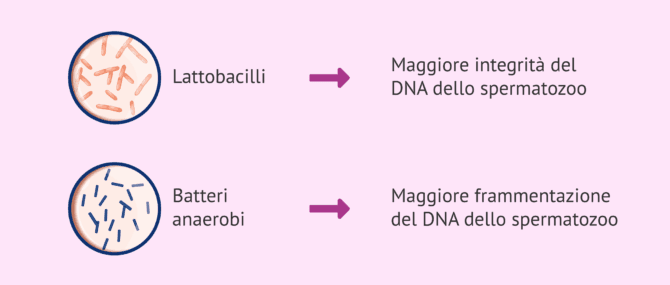 Imagen: Implicazioni dei batteri presenti nel microbioma seminale