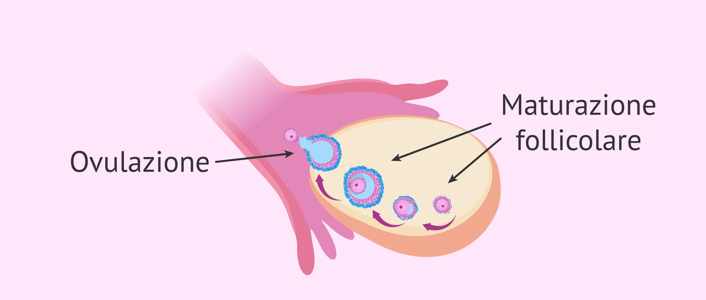 Fattore endocrino-ovarico