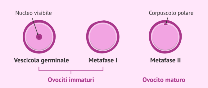 Imagen: Stadi di maturazione degli ovociti