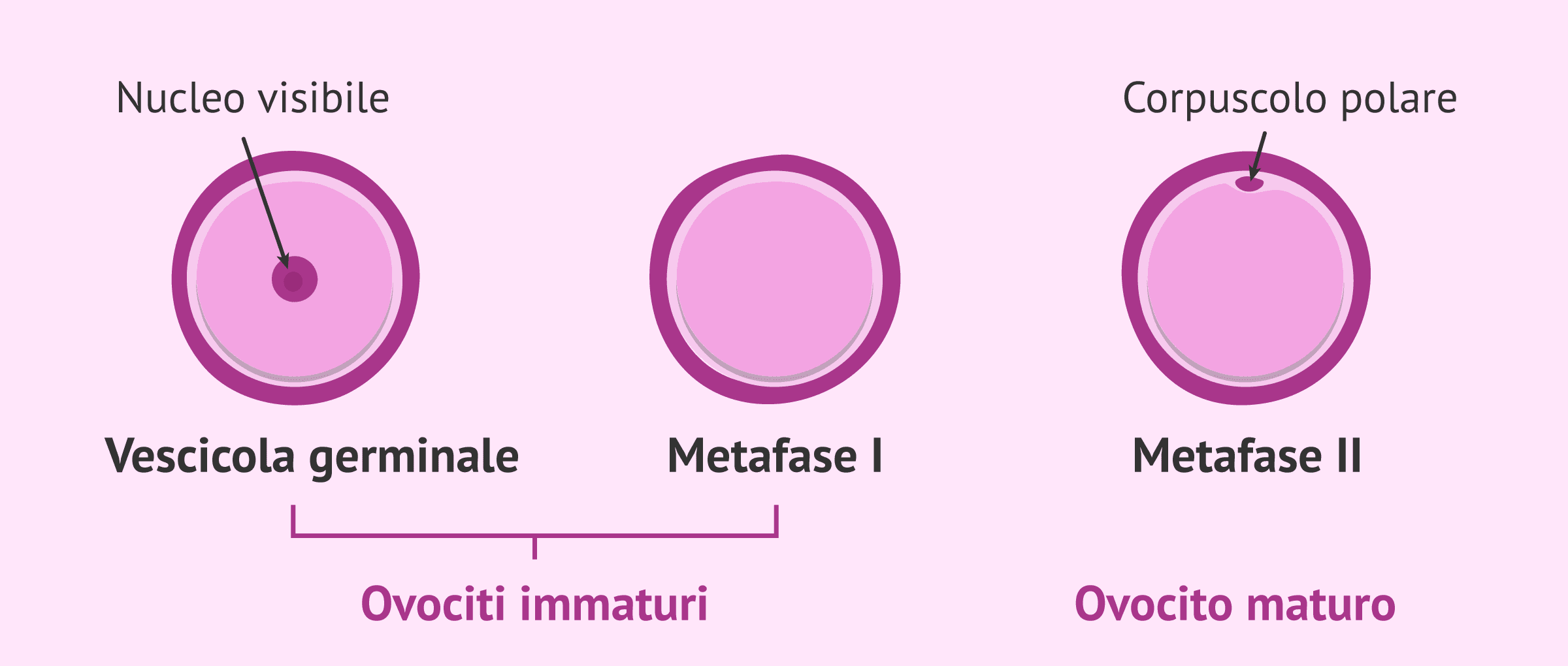 Cos'è la maturazione in vitro degli ovociti (IVM)?