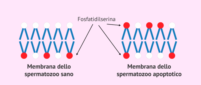 Imagen: Membrana dello spermatozoo apoptotico