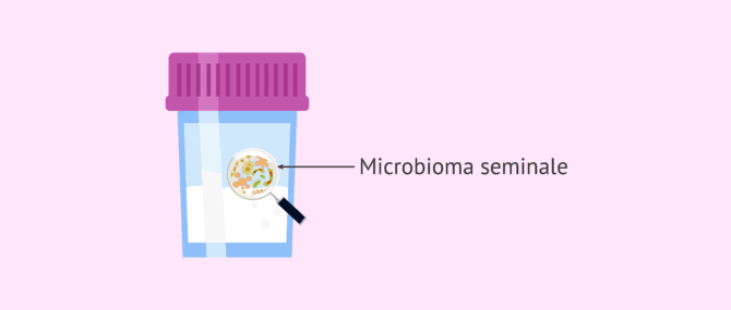 Imagen: Microbioma seminale e fertilità maschile
