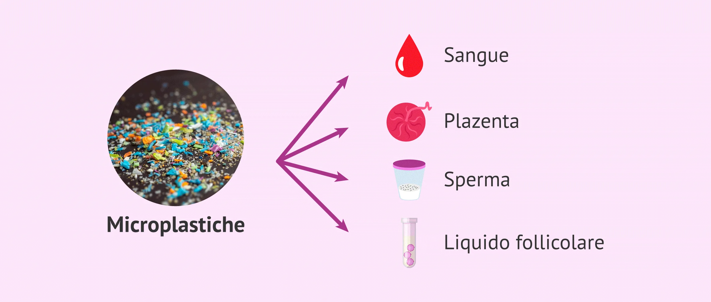 Presenza di microplastiche nell'organismo umano