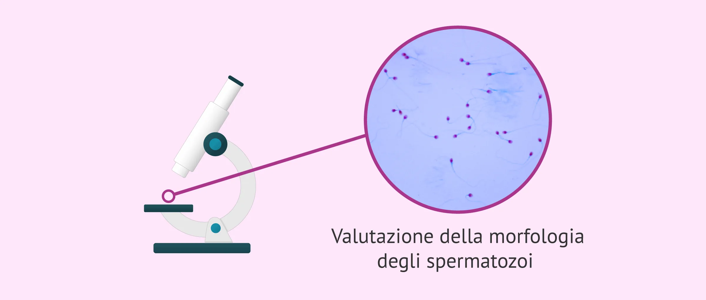Morfologia spermatica: quali sono i valori normali?
