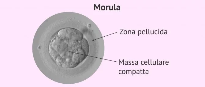 Imagen: Struttura di una morula compatta