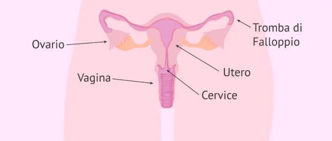 Imagen: Apparecchio riproduttore femminile interno