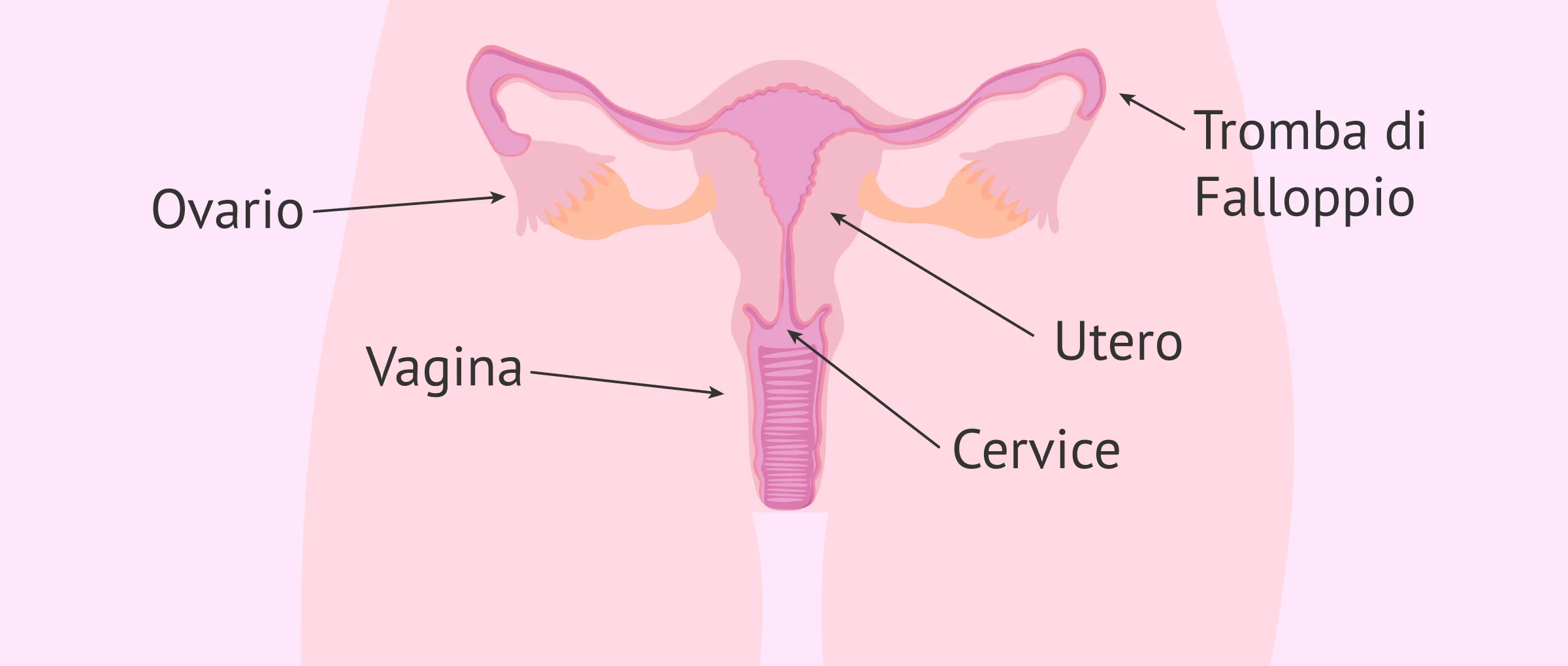 La fertilità femminile