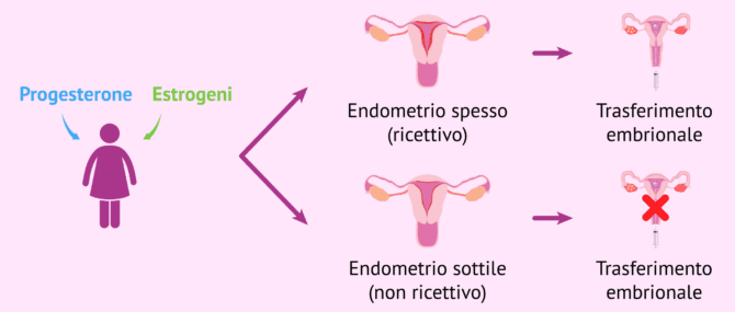 Imagen: Come deve essere l'endometrio per il transfer?