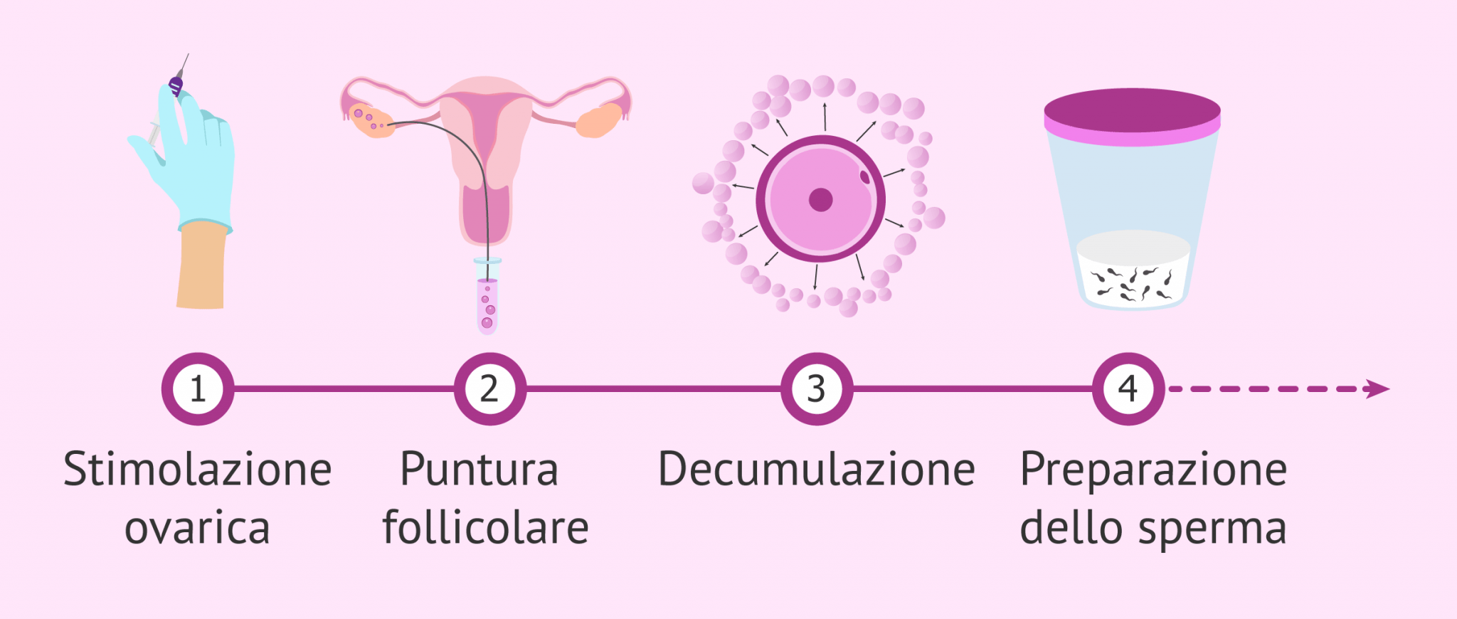 Quanti Ovuli Ha Una Donna In Un Mese